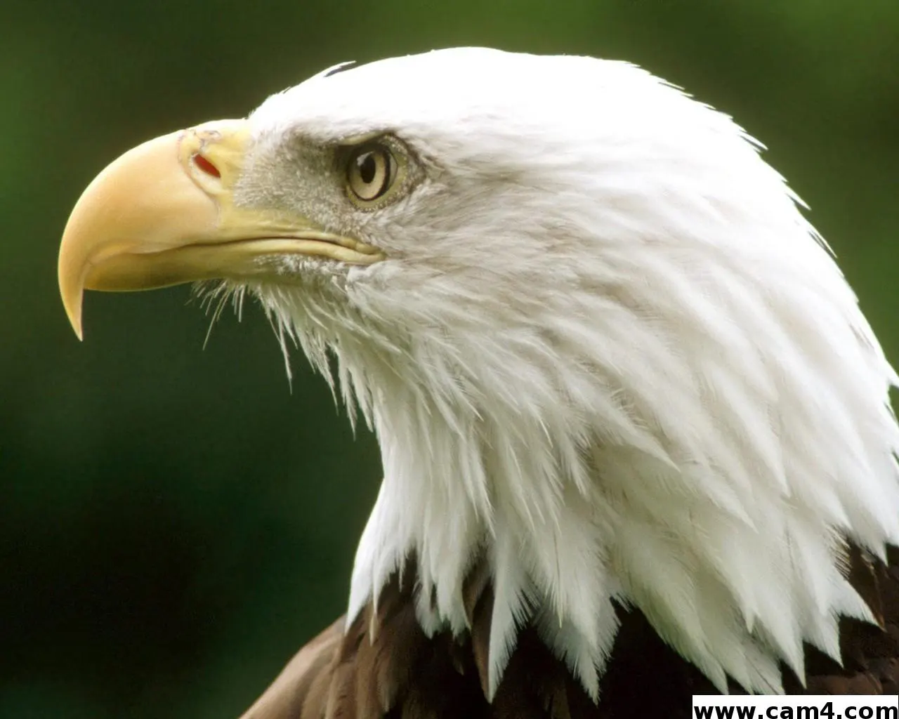 eagle_55 image 0