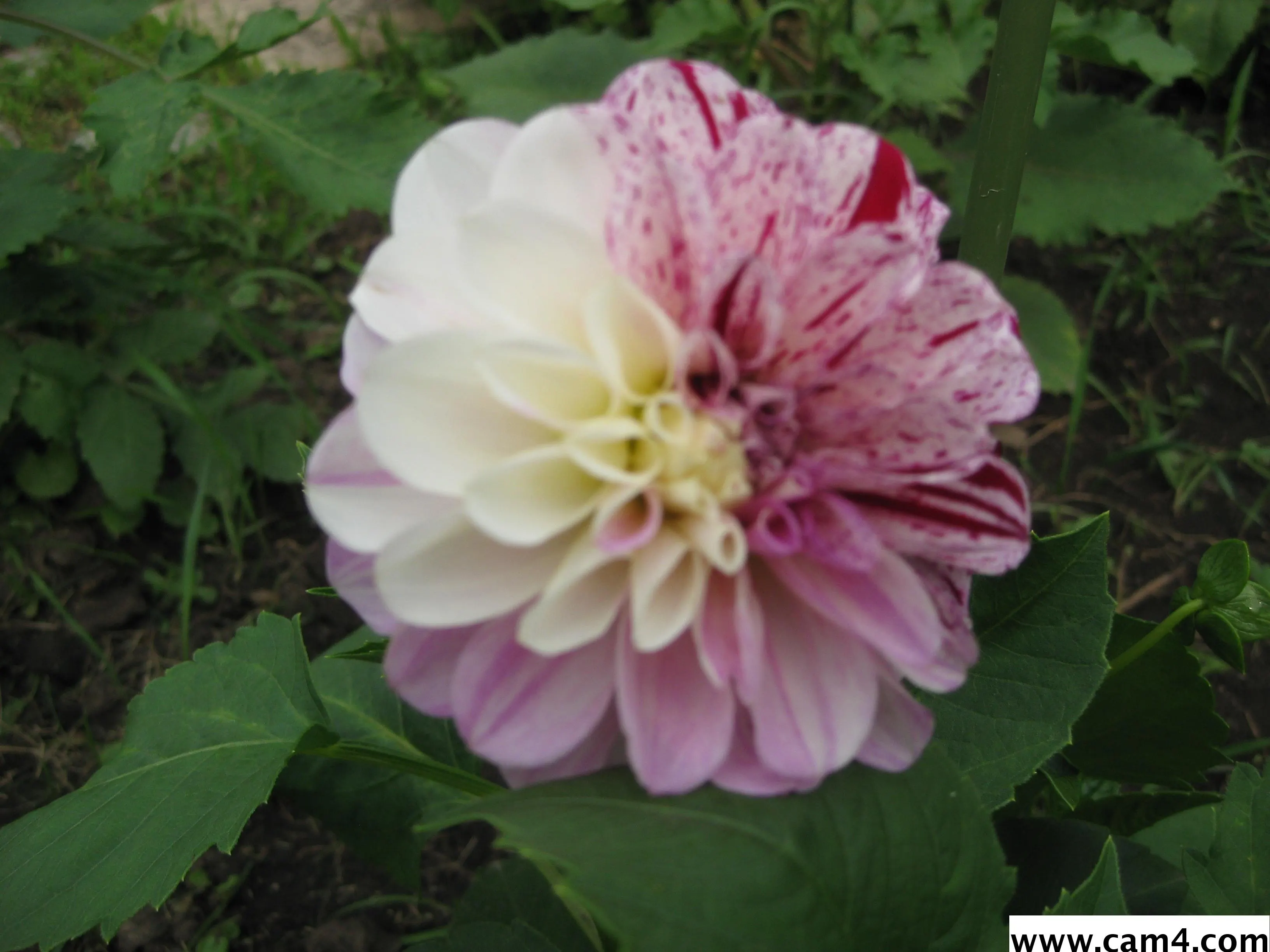 pony32 image 0