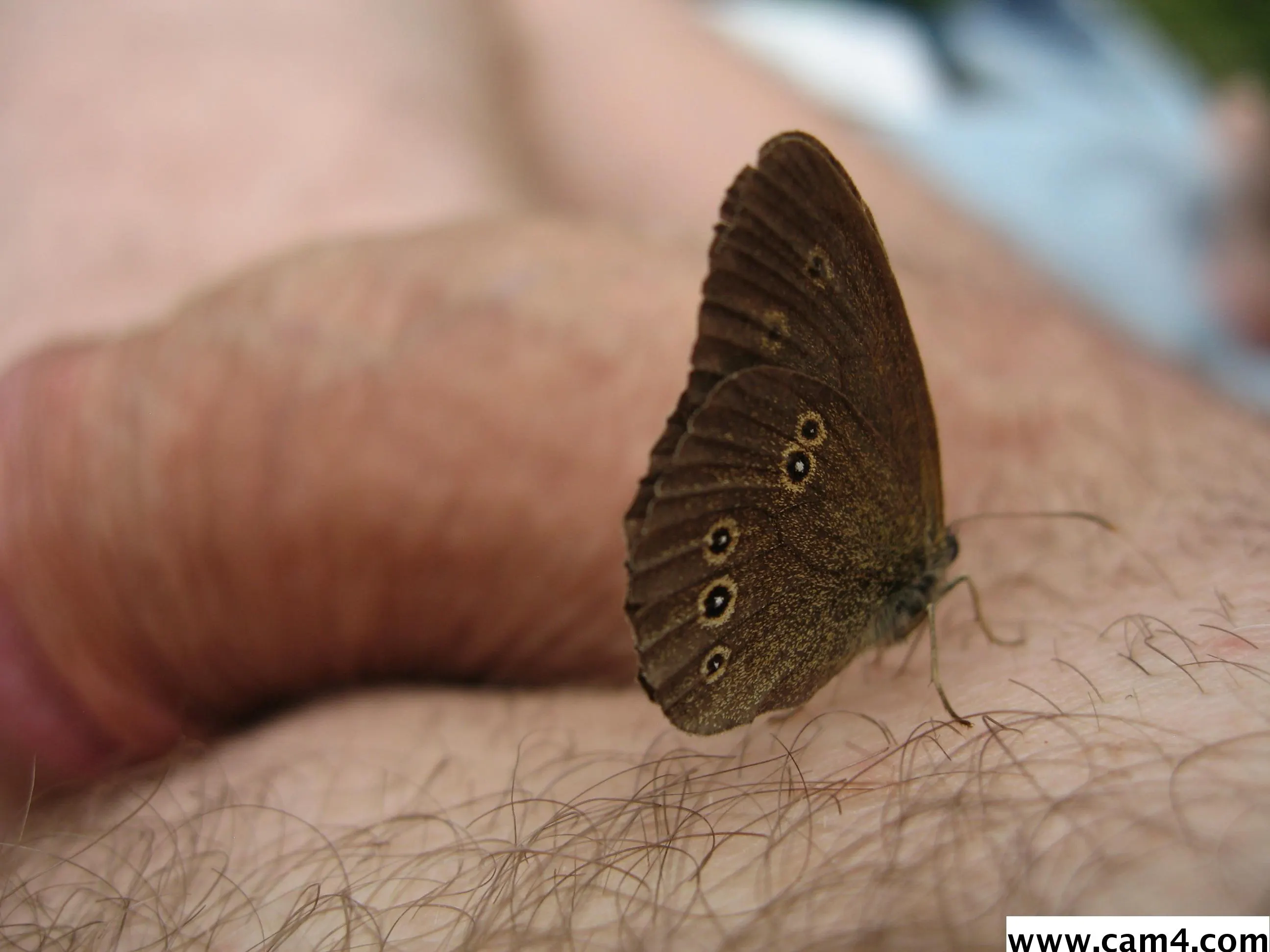 arschfick64 image 0