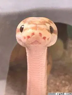 mrkaa image 0