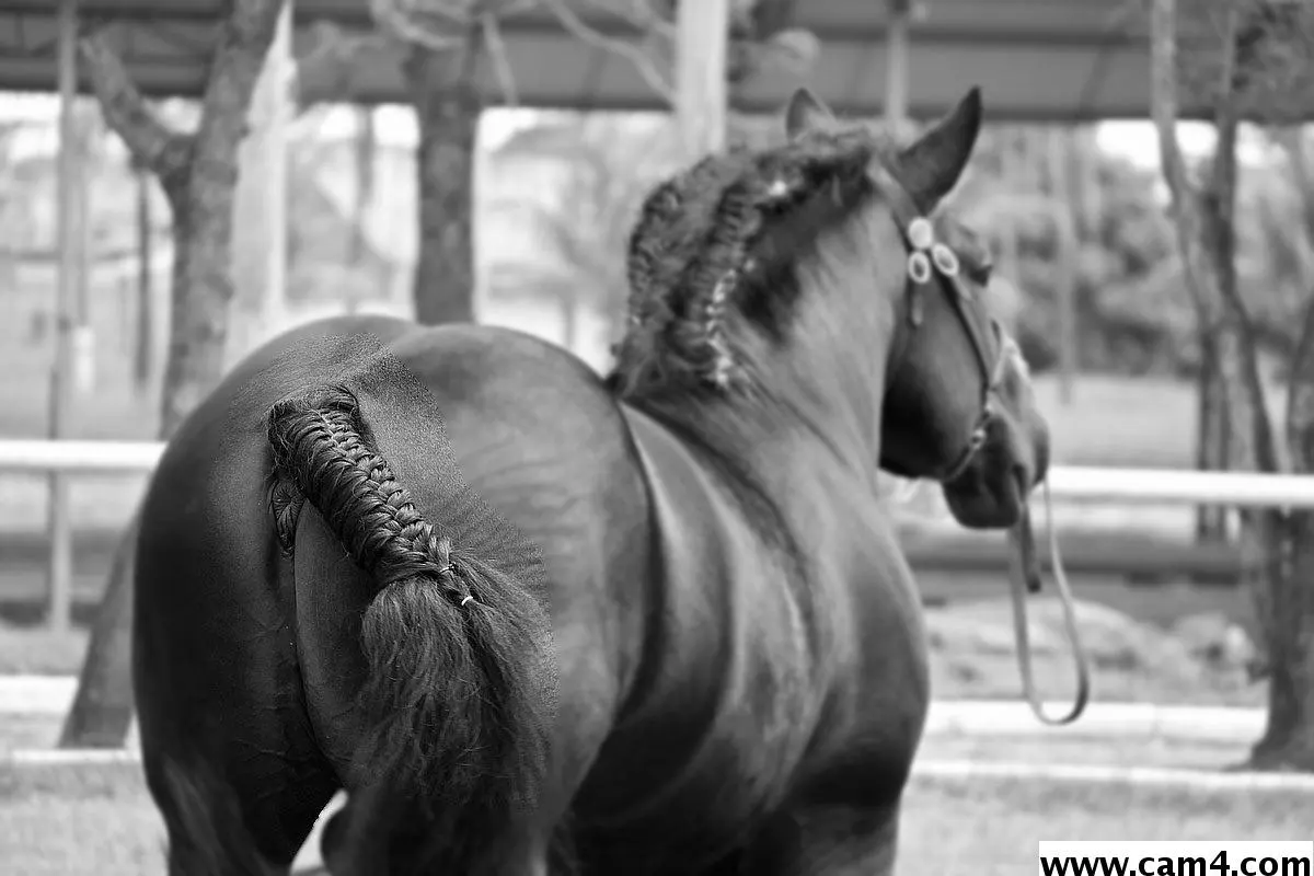 horselover1 image 0