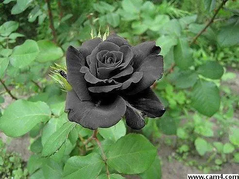 tomriko image 0