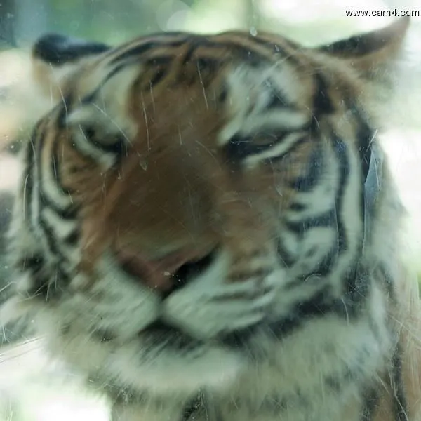 toptiger image 0