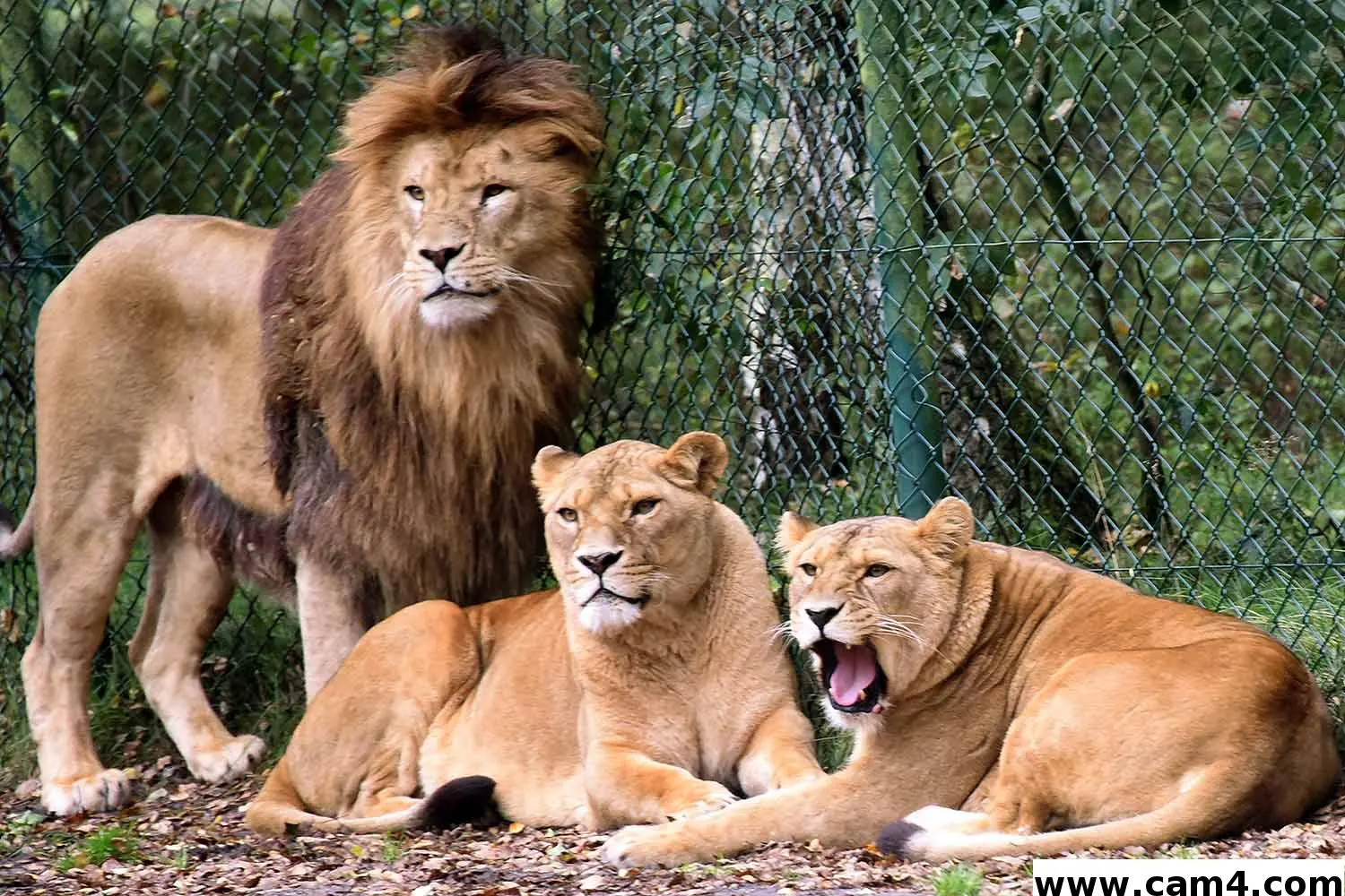 KingyLion image 0